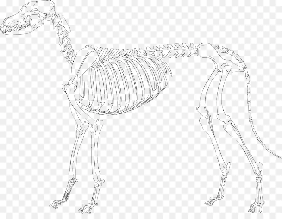 الهيكل العظمي，الرسم PNG