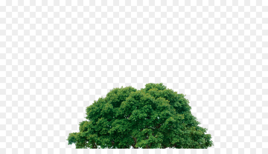 شجرة，خلفية سطح المكتب PNG