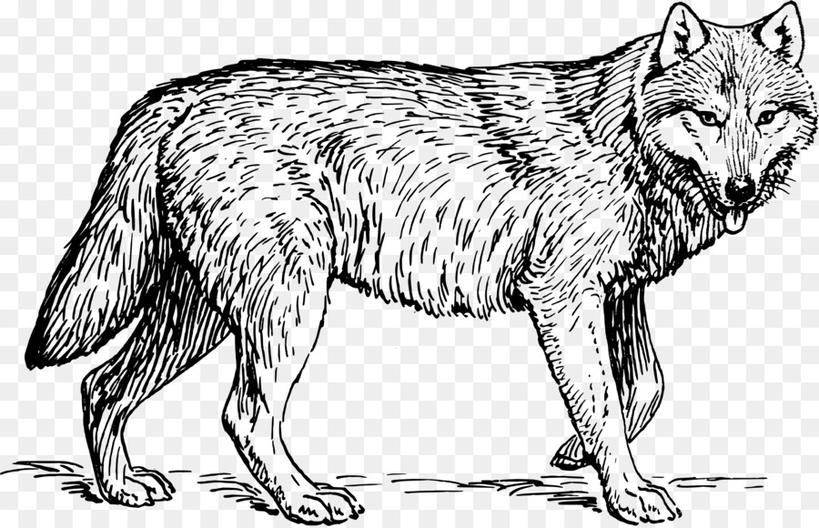 رسم，ذئب القطب الشمالي PNG