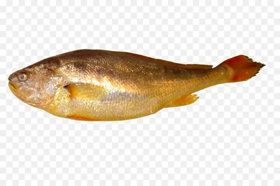 الأسماك，Larimichthys Polyactis PNG