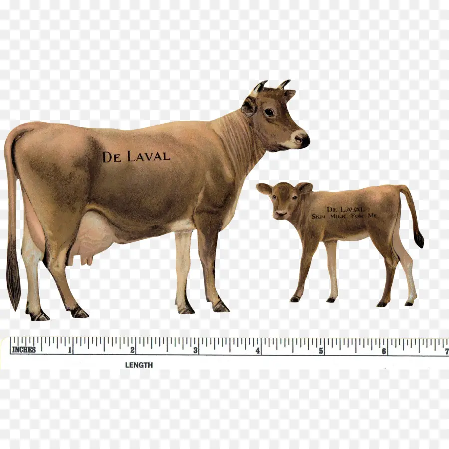 جيرسي الماشية，العجل PNG