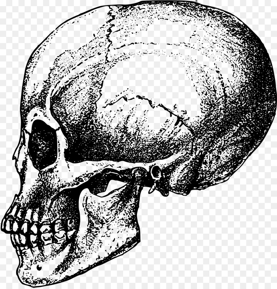 الجمجمة，العظام PNG