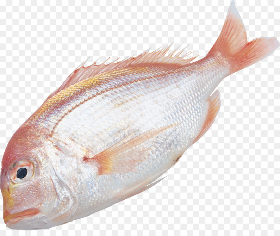 الأسماك，المعلومات PNG
