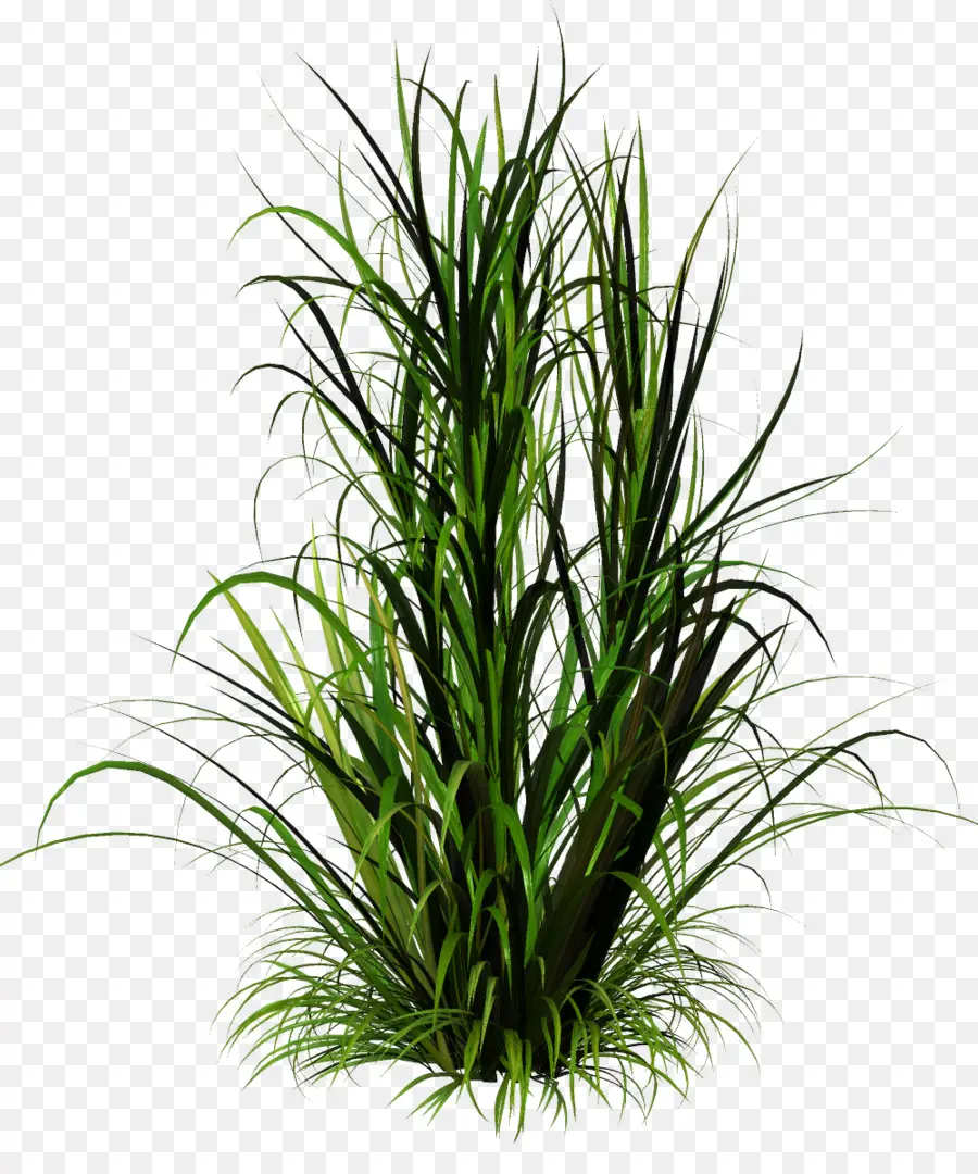 العشب，نبات عشبي PNG