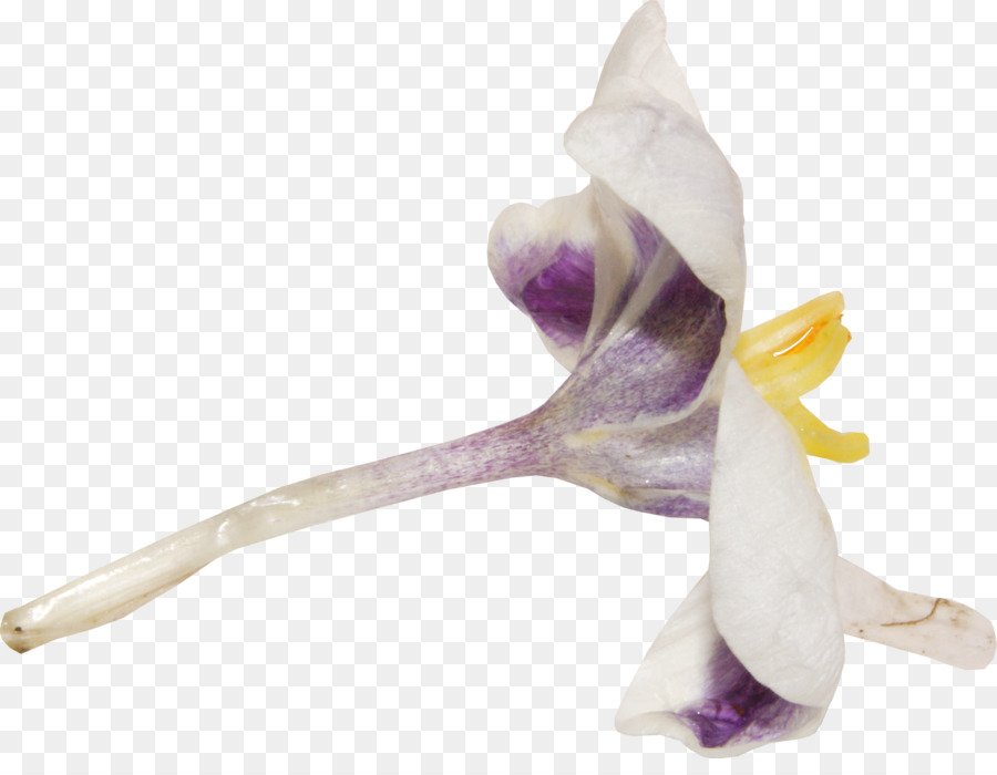 زهرة，زهرة اصطناعية PNG
