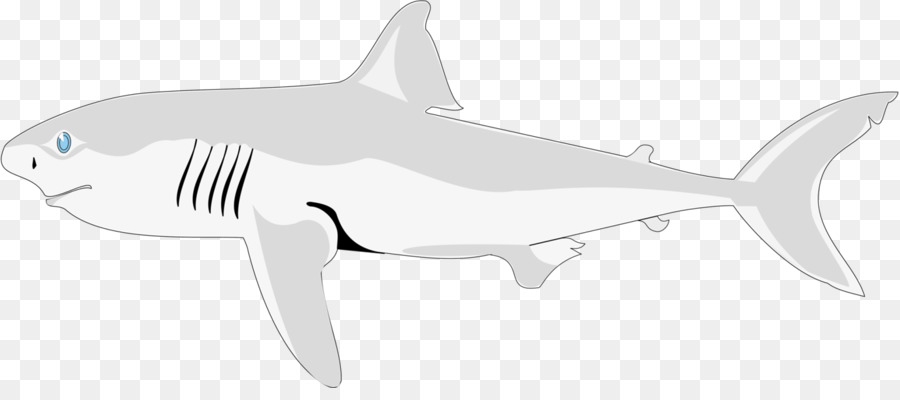 سمك القرش，نمر القرش PNG