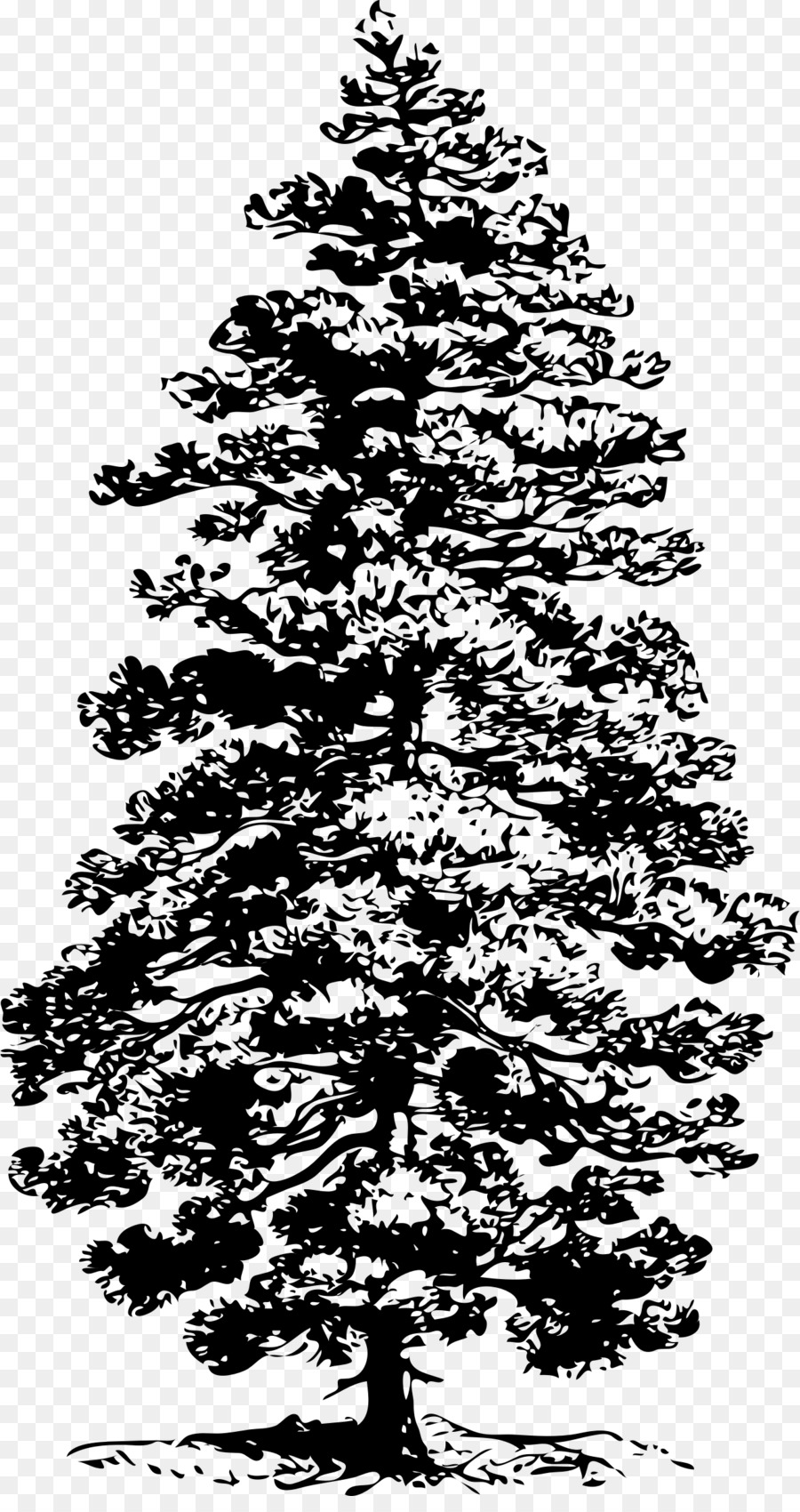 صنوبر，شجرة PNG