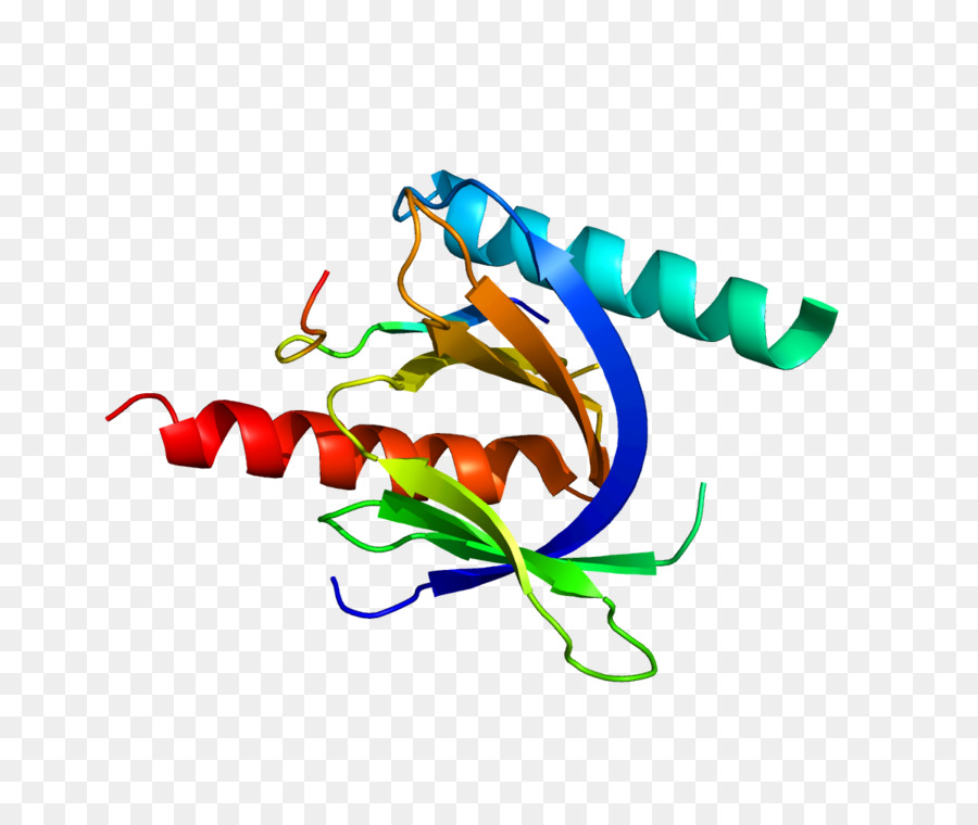 Cd29，Integrin PNG