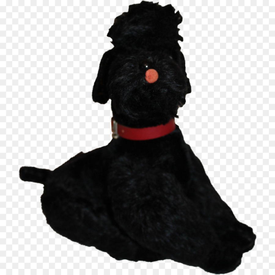 الاسكتلندي，Schnoodle PNG