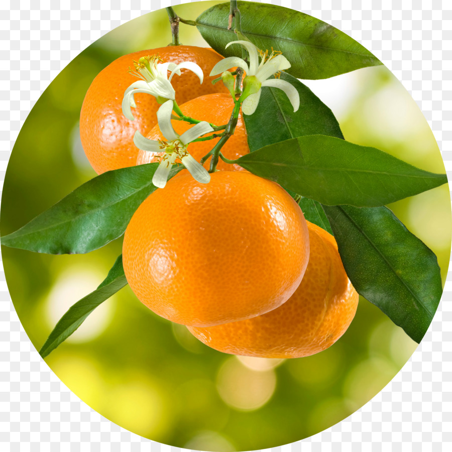 اليوسفي，برتقال PNG