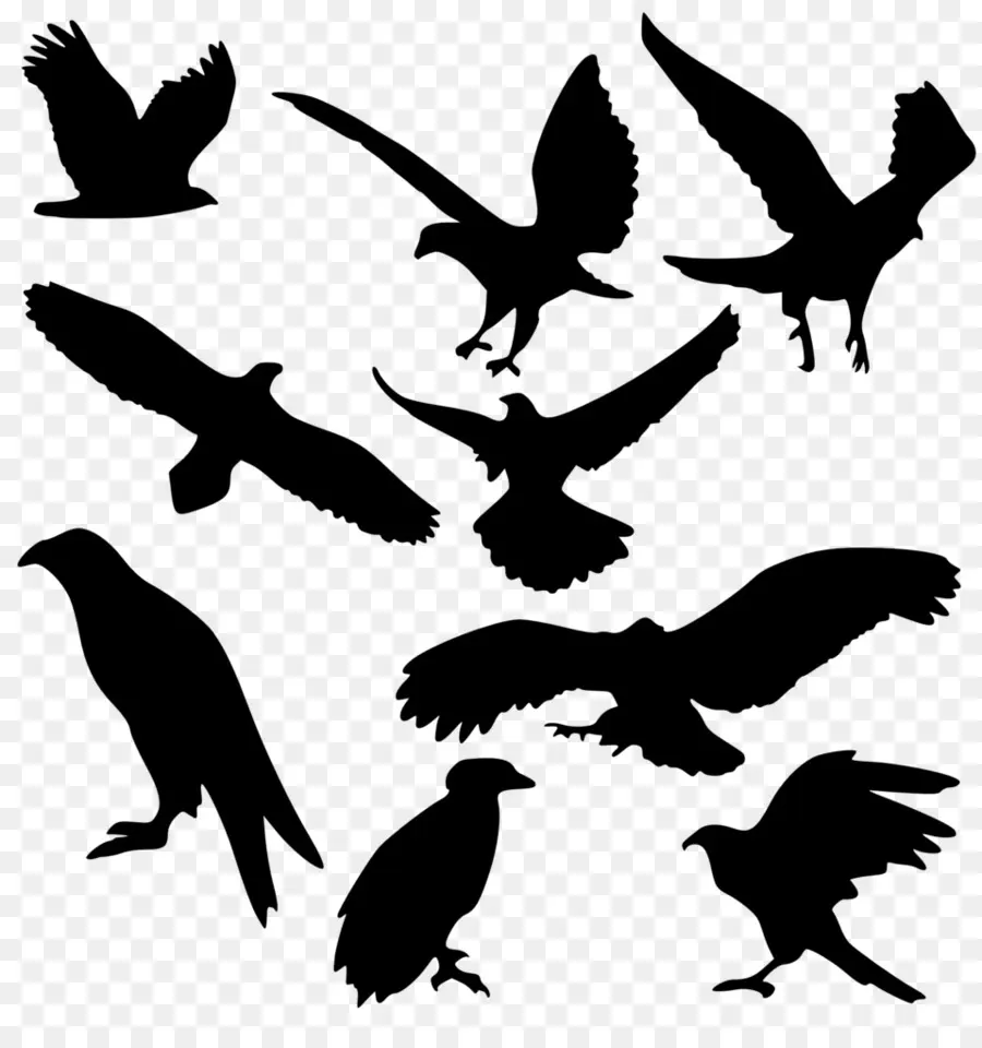 الطيور，صورة ظلية ، PNG