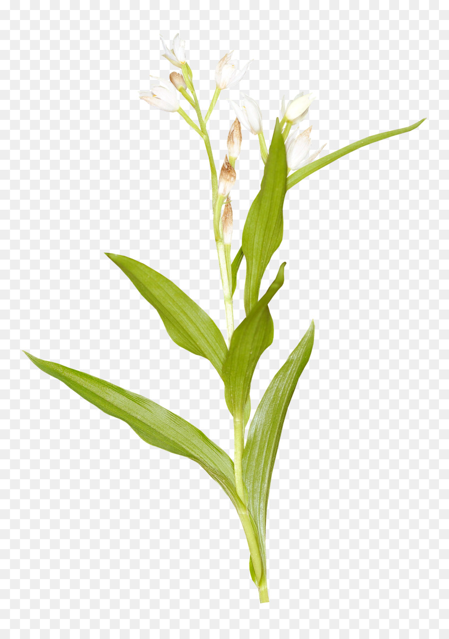 زهرة，الأعشاب PNG