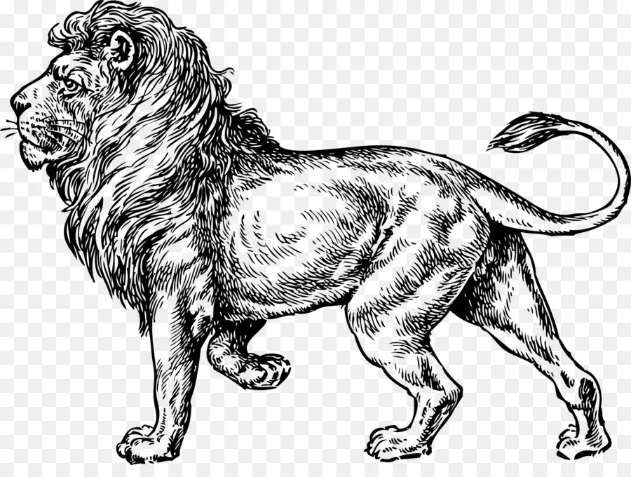 الأسد，Lionhead الأرنب PNG