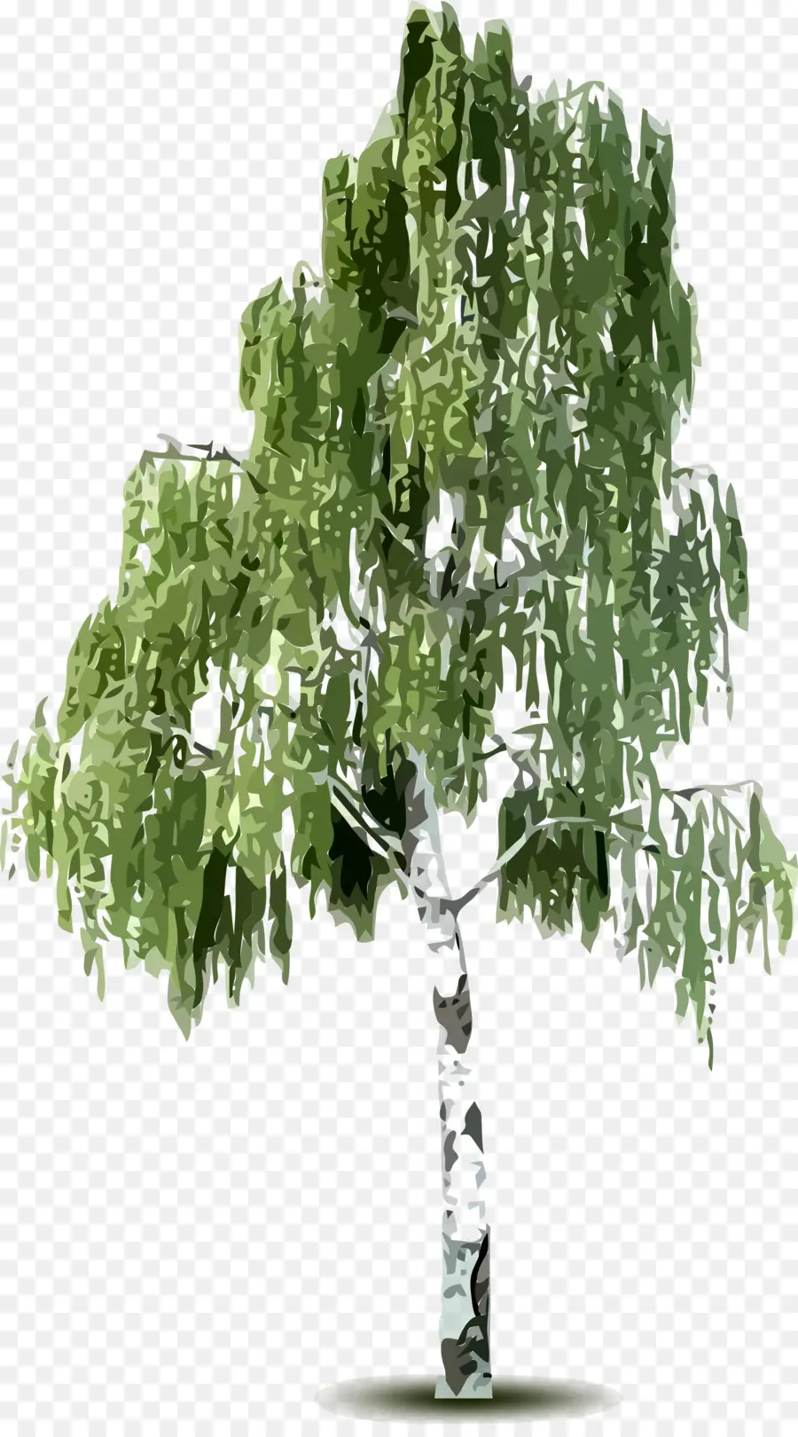 البتولا，شجرة PNG