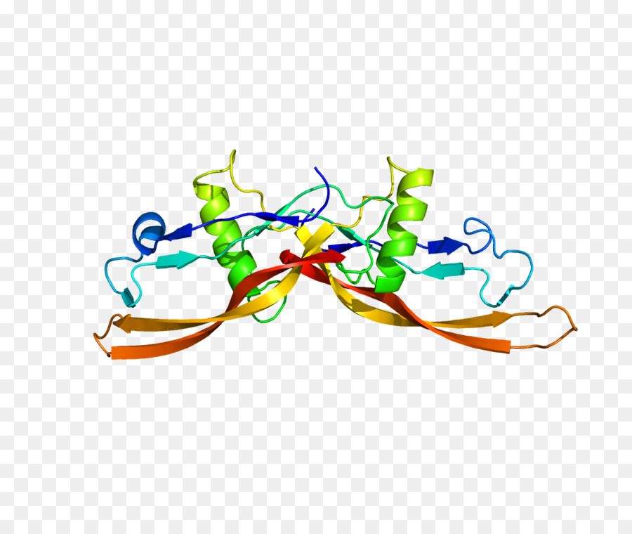 عظم مخلق البروتين，عظم مخلق البروتين 2 PNG