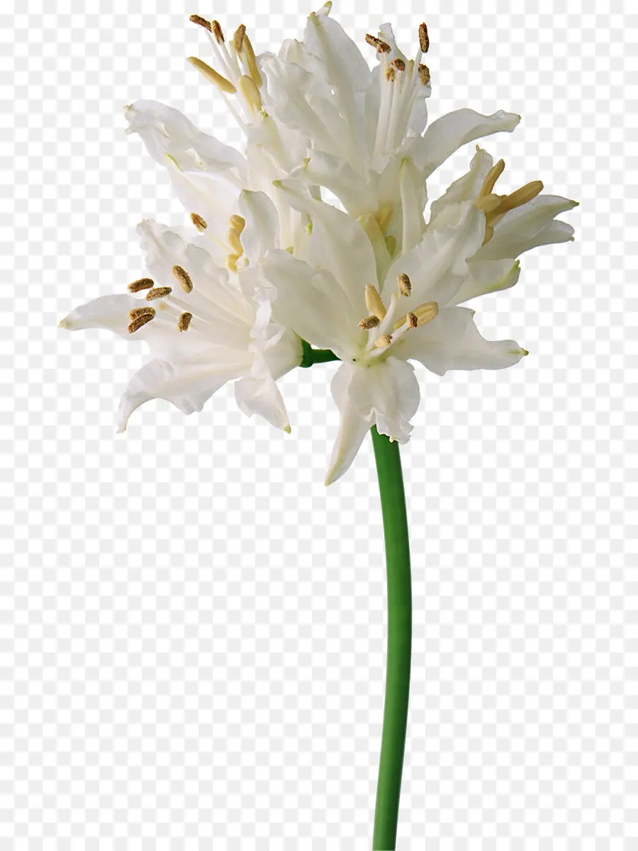 زهرة，الأبيض PNG