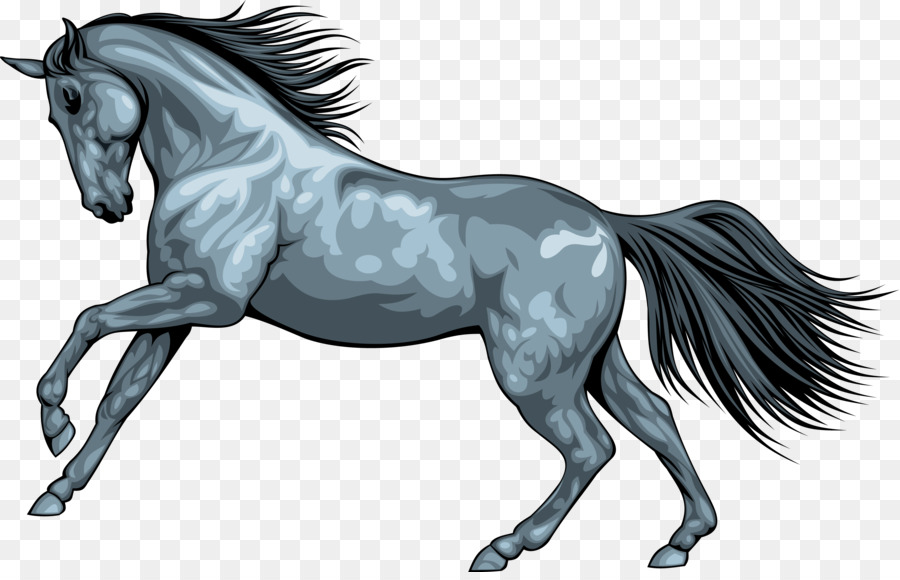 حصان，الحصان البري PNG