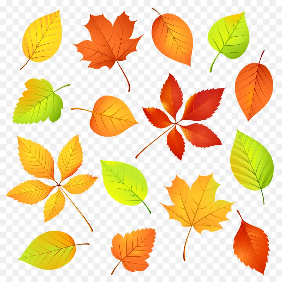 لون أوراق الخريف，ورقة PNG