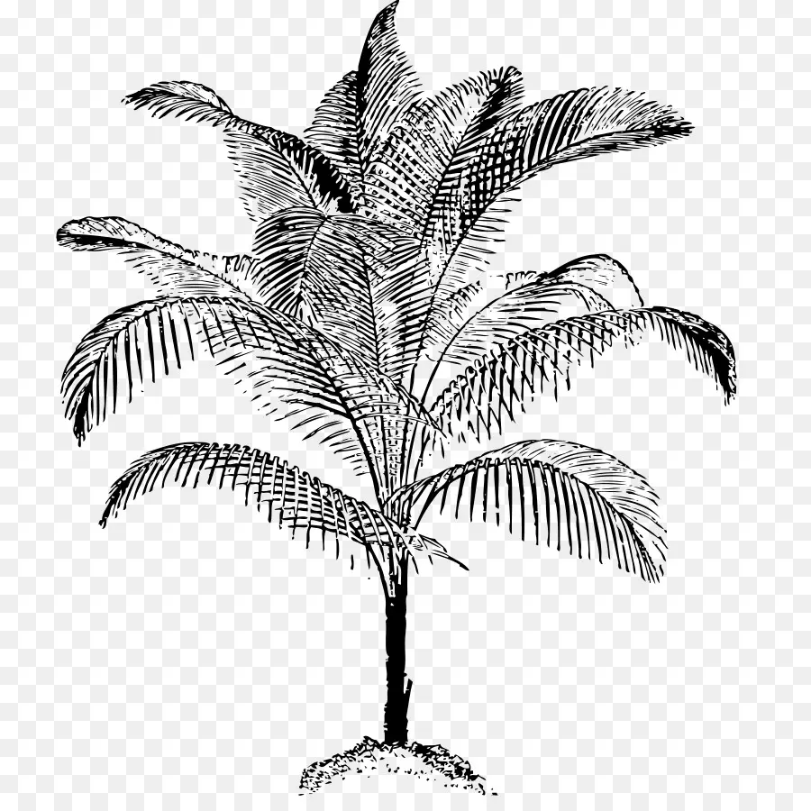 Arecaceae，جوز الهند PNG