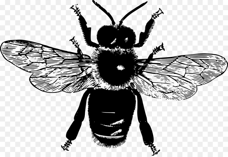 الحشرات，النحل PNG