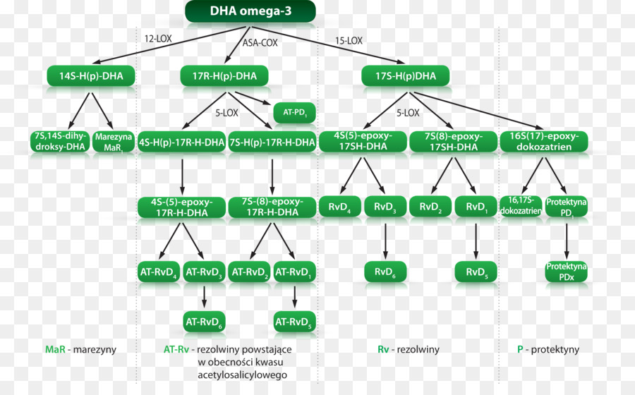 حمض الأراكيدونيك，Omega3 الأحماض الدهنية PNG