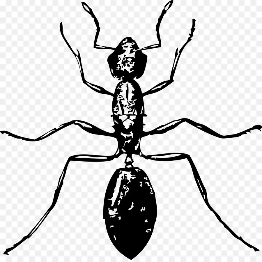 النمل，الرسم PNG
