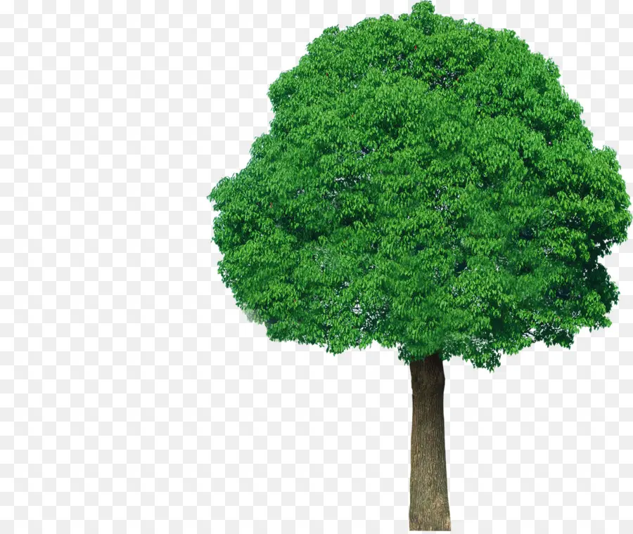 شجرة，الأخضر PNG
