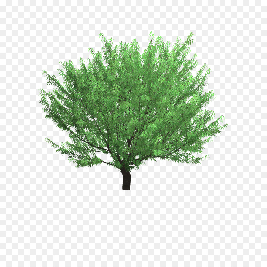 الزيلكوفا مشرشر，شجرة PNG