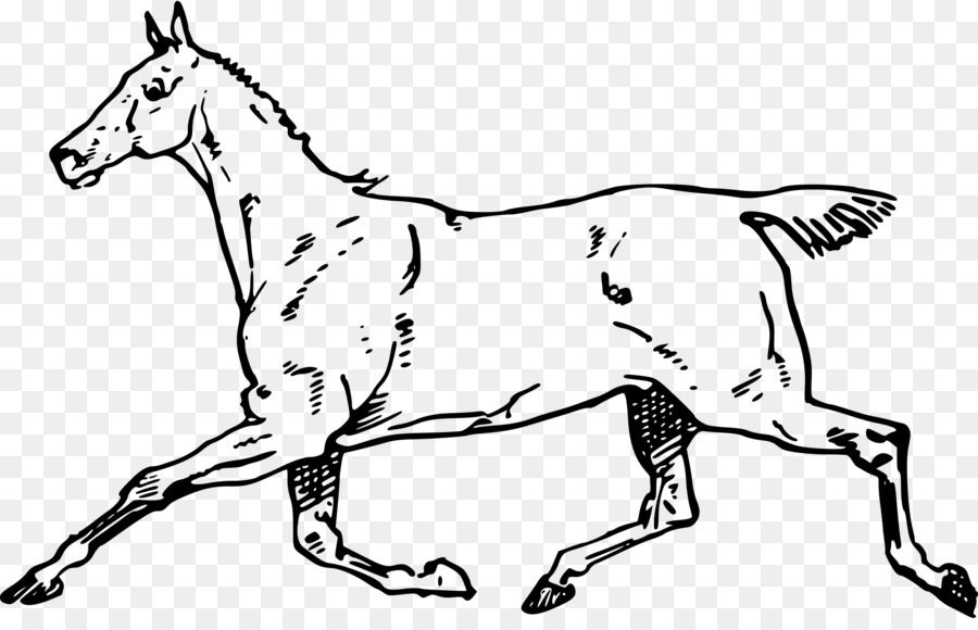 الحصان，الكلب PNG