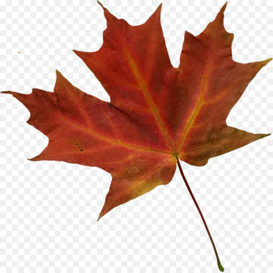 أوراق الخريف اللون，الخريف PNG