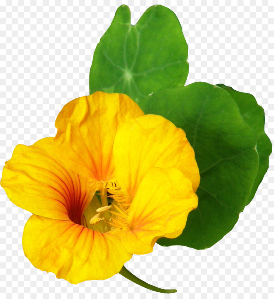 زهرة，نبات سنوي PNG