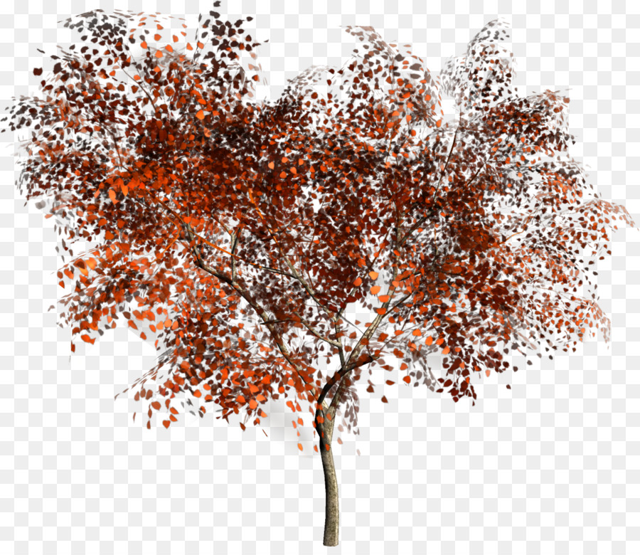 شجرة，المعلومات PNG