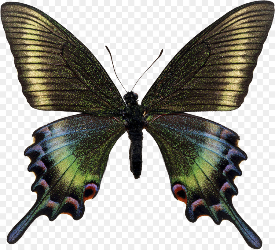 فراشة，Papilio Maackii PNG