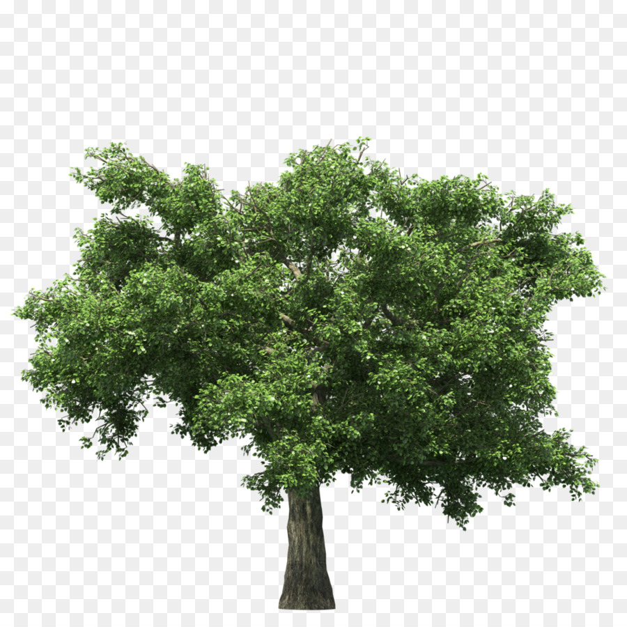 شجرة，التقديم PNG