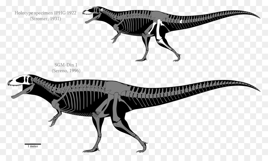 Carcharodontosaurus，Acrocanthosaurus PNG