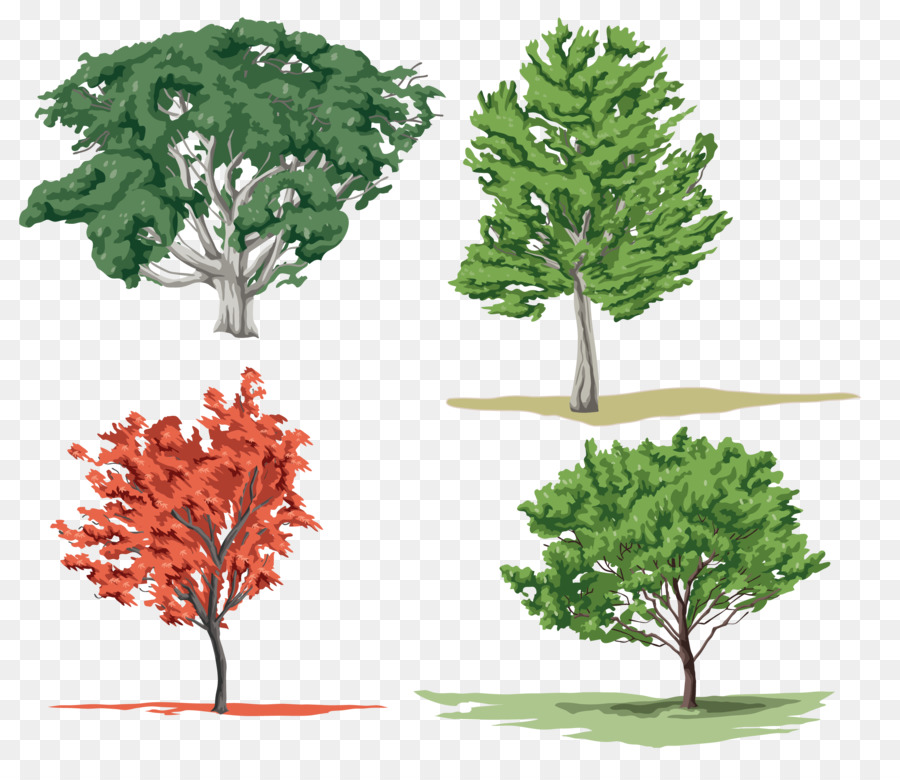 شجرة，وودي النبات PNG