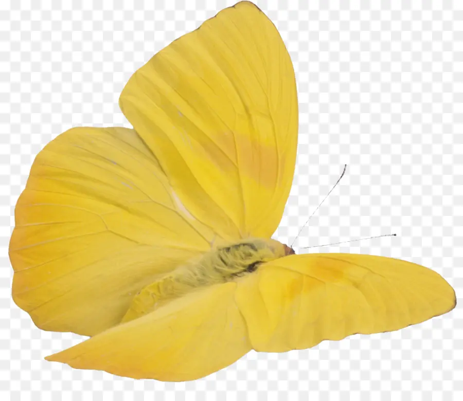 فراشة，الأصفر PNG