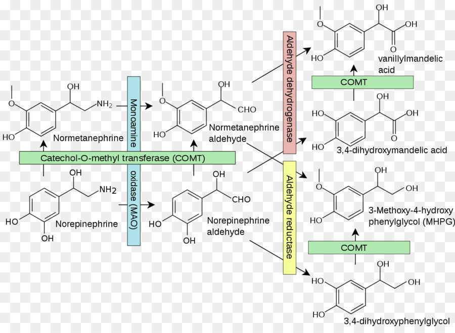 Catecholomethyltransferase，الكاتيكولامين PNG