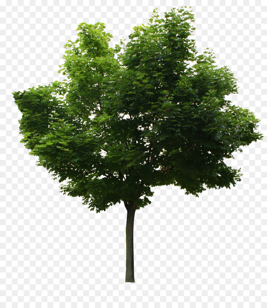 شجرة，الرقم السحري PNG