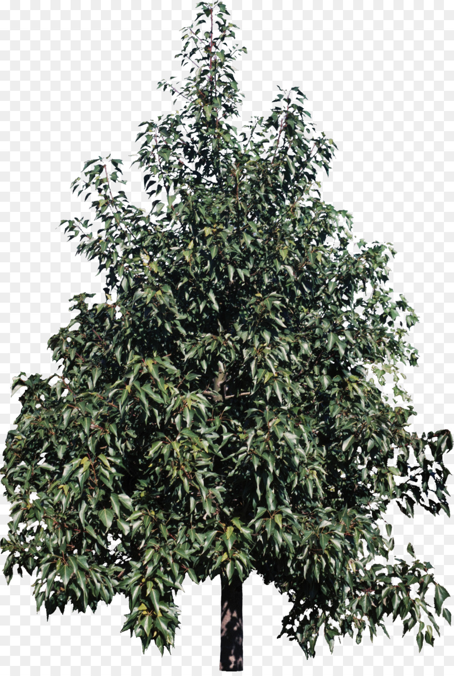 شجرة，كوراجونج PNG