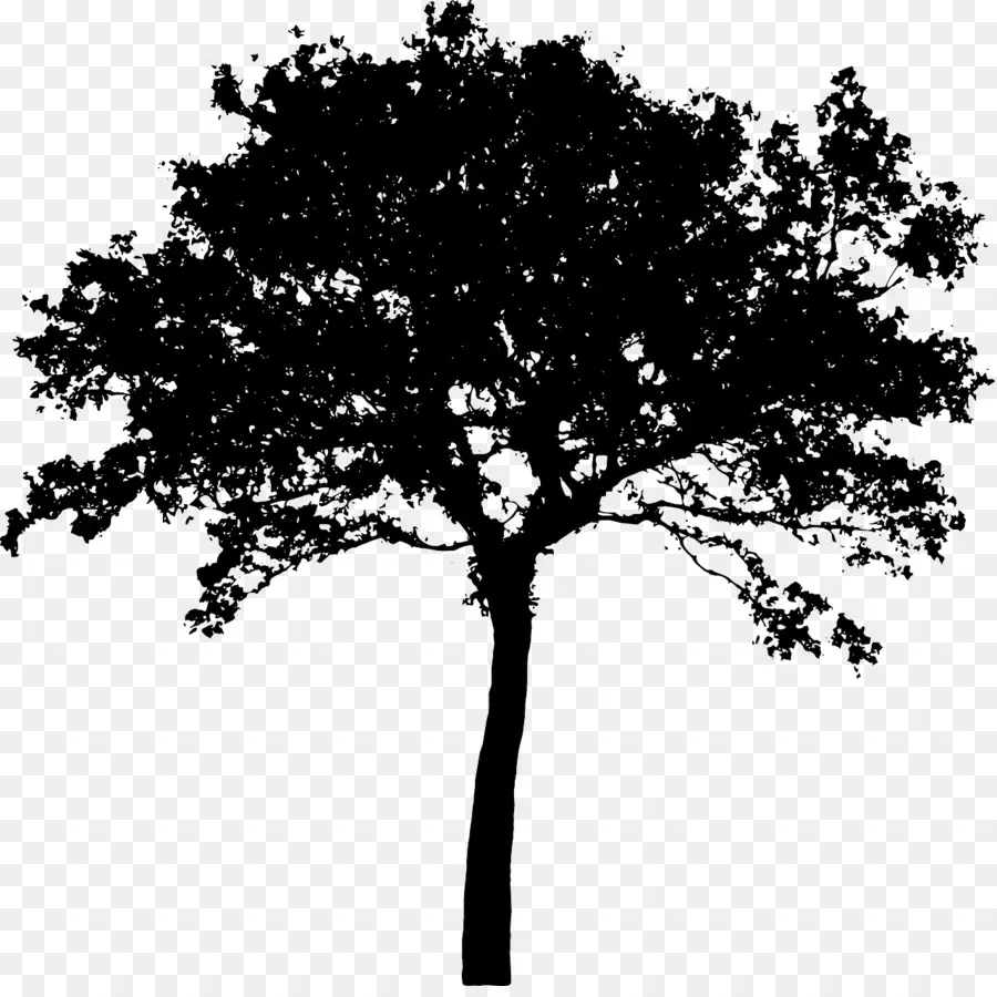 صورة ظلية ،，شجرة PNG