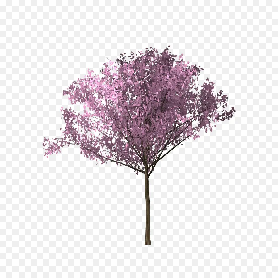 شجرة，زهر الكرز PNG