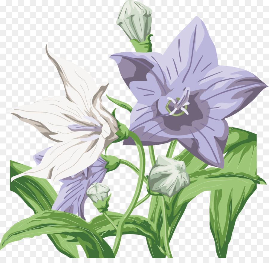 زهرة，Harebell PNG