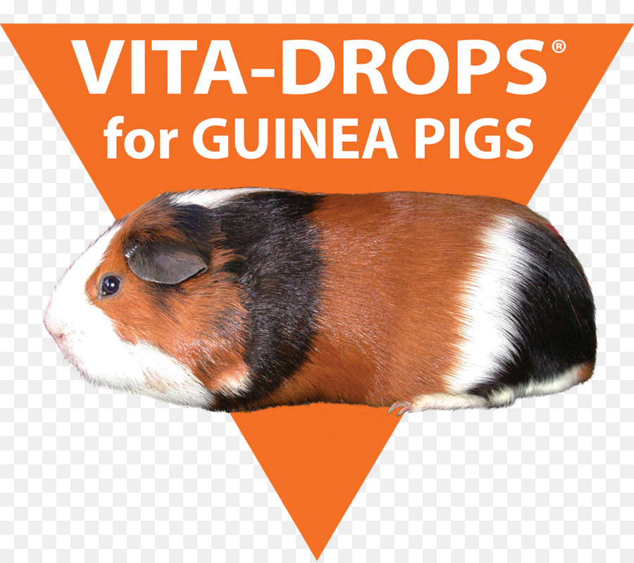 خنزير غينيا，وضيع PNG