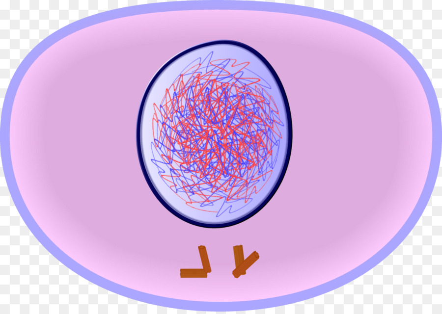 mrs-cruz-s-biology-class-chapter-5-cell-growth-and-division