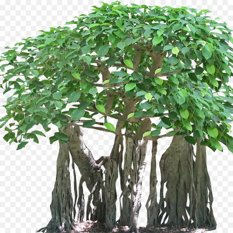 شجرة，الغابات الاستوائية المطيرة PNG
