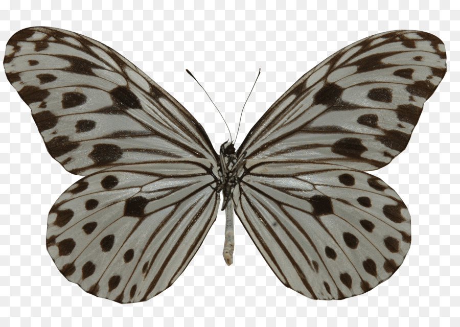 فراشة，Ideopsis Gaura PNG