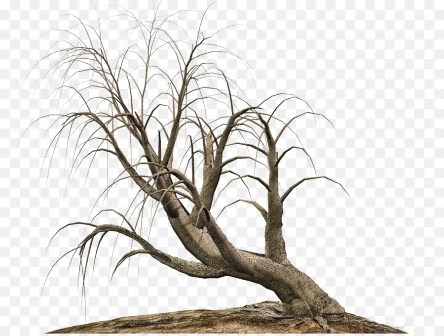 شجرة，رسم PNG