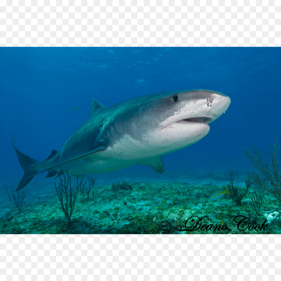 قرش النمر，القرش الأبيض الكبير PNG