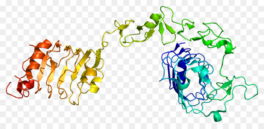 Insulinlike عامل النمو 1，Insulinlike مستقبلات عامل النمو 1 PNG